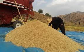دابه‌شكردنی پاره‌ی جووتیاران ده‌ستیپێكرد به‌ڵام له‌ بڕه‌كه‌ی نیگه‌رانن